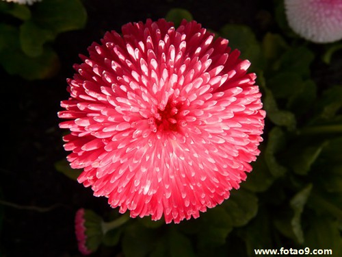 梦见被狮子追掉下悬崖,解梦梦见被狮子追掉下悬崖 梦见被狮子追掉下悬崖,解梦梦见被狮子追掉下悬崖