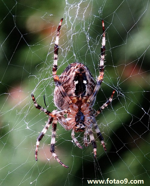 μʬүүҰүүҧ,μʬүүҰүүҧ