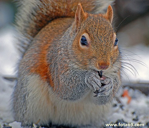 梦见捉老鼠老鼠掉身上,解梦梦见捉老鼠老鼠掉身上 梦见捉老鼠老鼠掉身上,解梦梦见捉老鼠老鼠掉身上