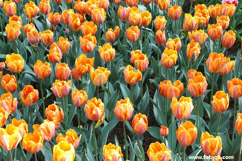 梦见腿上缠白色布,解梦梦见腿上缠白色布 梦见腿上缠白色布,解梦梦见腿上缠白色布