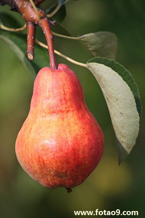 梦见两只蝗虫打架,解梦梦见两只蝗虫打架 梦见两只蝗虫打架,解梦梦见两只蝗虫打架
