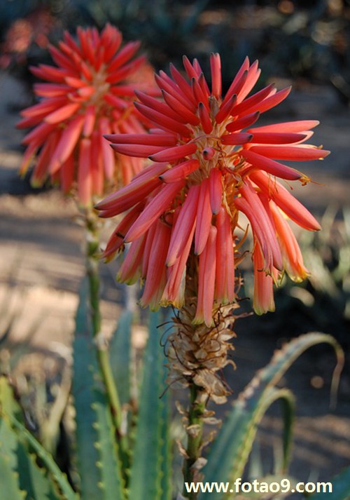 梦见炉子里着火,解梦梦见炉子里着火 梦见炉子里着火,解梦梦见炉子里着火