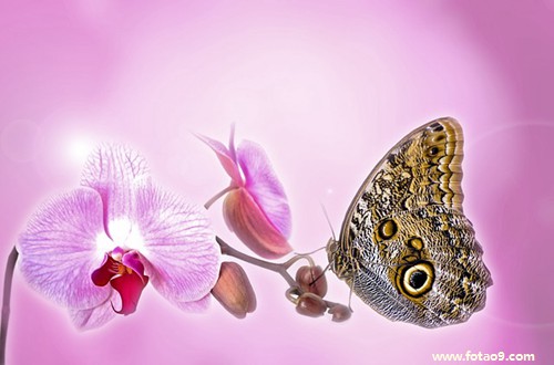 μԼļ,μԼļ