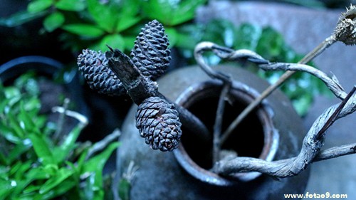 μüʦ,μüʦ