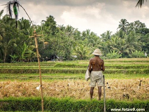 孕妇梦见黄色母狗,解梦孕妇梦见黄色母狗 孕妇梦见黄色母狗,解梦孕妇梦见黄色母狗