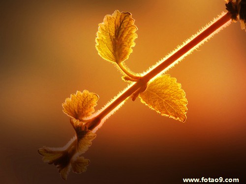 μ˸Һȴðֽ,μ˸Һȴðֽ