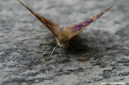 μһλ˧̸,μһλ˧̸