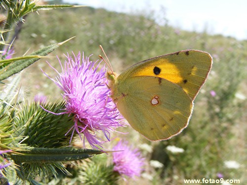 μԼڼ,μԼڼ