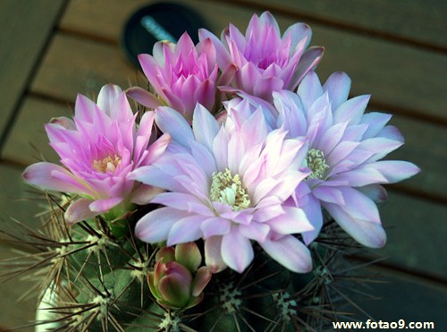 μڹϼǮ,μڹϼǮ