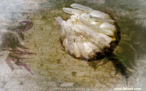 μɴز,μɴز