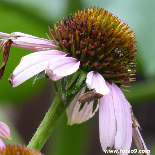 μμʱ޳׷,μμʱ޳׷