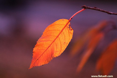 μԼָ׻˱,μԼָ׻˱