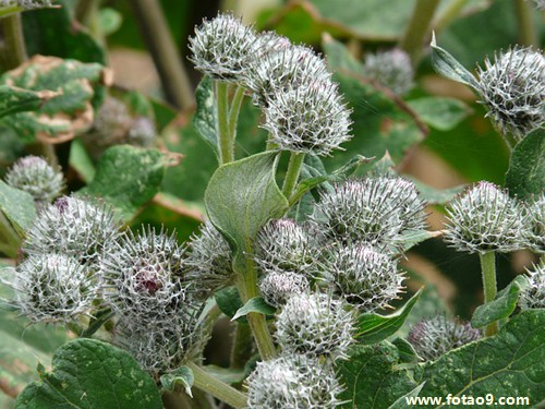 梦见三个东西,解梦梦见三个东西 梦见三个东西,解梦梦见三个东西