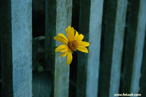 μӲҪȴҪС,μӲҪȴҪС