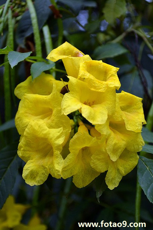 梦见我凶别人,解梦梦见我凶别人 梦见我凶别人,解梦梦见我凶别人