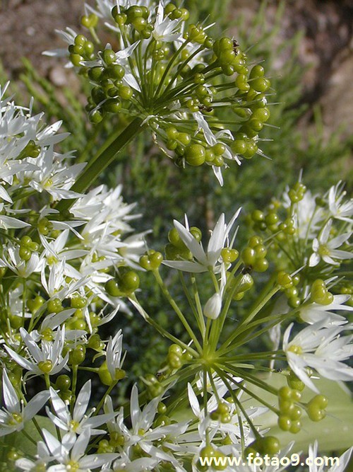 μѹʵүү,μѹʵүү