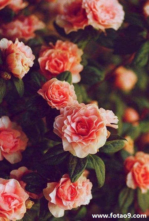 μҶĶ,μҶĶ