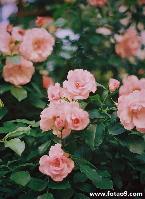 μӲ,μӲ