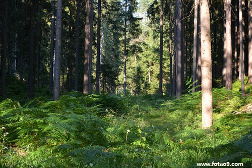 梦见我看见婆婆坟墓,解梦梦见我看见婆婆坟墓 梦见我看见婆婆坟墓,解梦梦见我看见婆婆坟墓