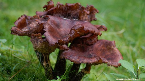 μеûСˮ,μеûСˮ