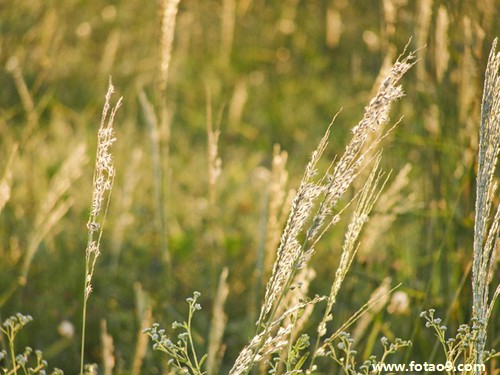 梦见已故的奶奶卖兰花,解梦梦见已故的奶奶卖兰花 梦见已故的奶奶卖兰花,解梦梦见已故的奶奶卖兰花