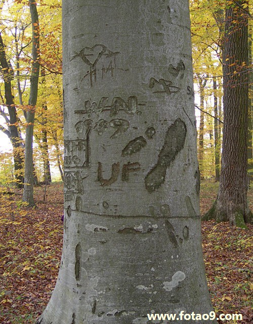 μҵСԸȥ,μҵСԸȥ