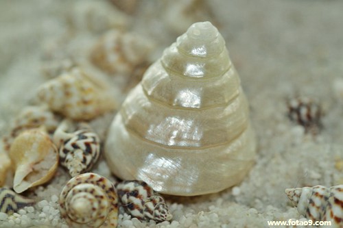 梦见有两个强盗把猪抱走,解梦梦见有两个强盗把猪抱走 梦见有两个强盗把猪抱走,解梦梦见有两个强盗把猪抱走