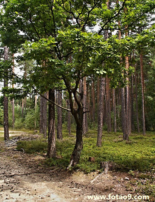 梦见胳膊长鳞片,解梦梦见胳膊长鳞片 梦见胳膊长鳞片,解梦梦见胳膊长鳞片