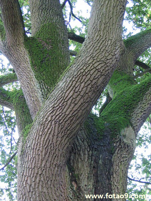 梦见徒手给一只猫开膛破腹,解梦梦见徒手给一只猫开膛破腹 梦见徒手给一只猫开膛破腹,解梦梦见徒手给一只猫开膛破腹