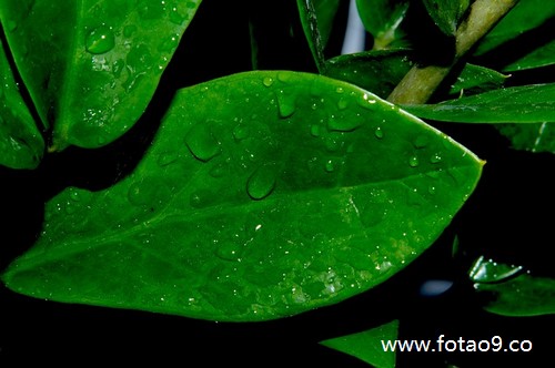 梦见化石活乌龟,解梦梦见化石活乌龟 梦见化石活乌龟,解梦梦见化石活乌龟