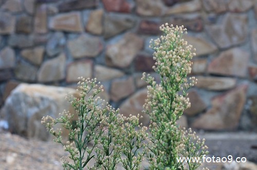 μѹĸС·,μѹĸС·