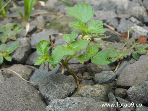 梦见了好多白馍,解梦梦见了好多白馍 梦见了好多白馍,解梦梦见了好多白馍