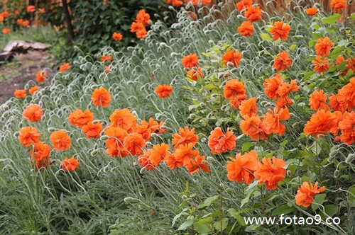 μͽүүϷ,μͽүүϷ