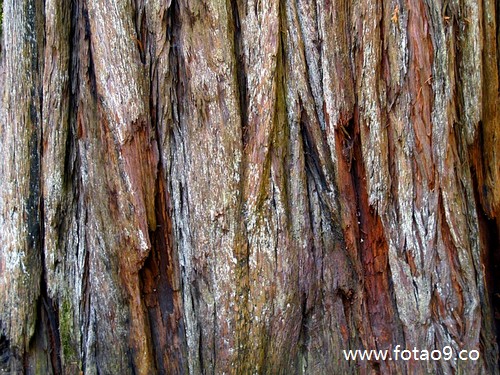 梦见杏树上结了好多杏子,解梦梦见杏树上结了好多杏子 梦见杏树上结了好多杏子,解梦梦见杏树上结了好多杏子