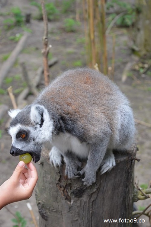 周公解梦查询_佛滔算命网