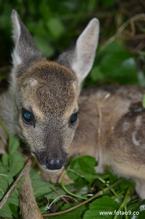 梦见男朋友养黑花蛇好不好