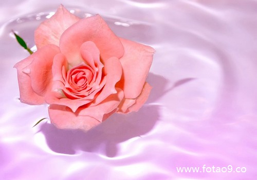 μûҪǮ,μûҪǮ