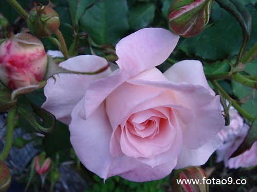 梦见黑色的蛇咬,解梦梦见黑色的蛇咬 梦见黑色的蛇咬,解梦梦见黑色的蛇咬