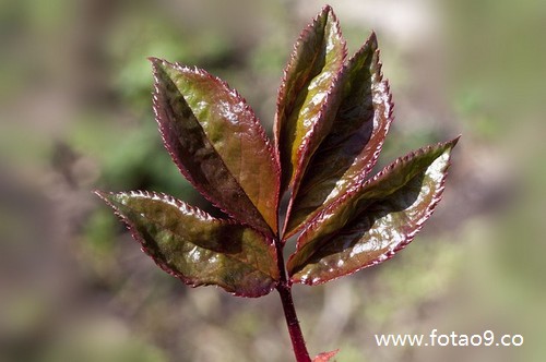 μҵİԼﱻ͵,μҵİԼﱻ͵