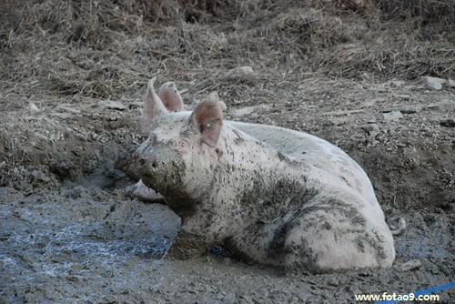 梦见卫生间下水道往上返水,解梦梦见卫生间下水道往上返水 梦见卫生间下水道往上返水,解梦梦见卫生间下水道往上返水