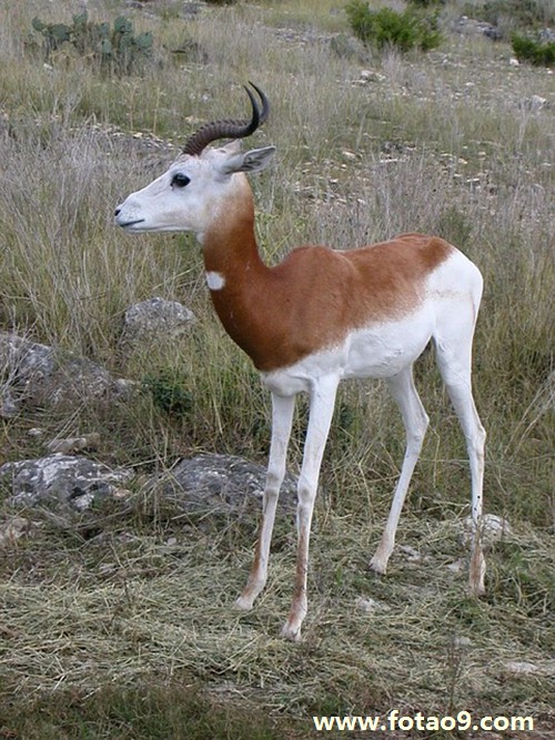 μըձ,μըձ
