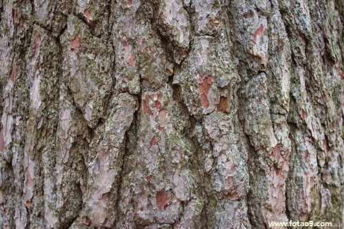 梦见孩子被动物咬伤,解梦梦见孩子被动物咬伤 梦见孩子被动物咬伤,解梦梦见孩子被动物咬伤