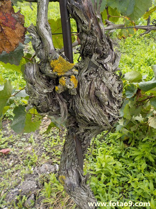 μҺ豻ٱ׷ɱ,μҺ豻ٱ׷ɱ