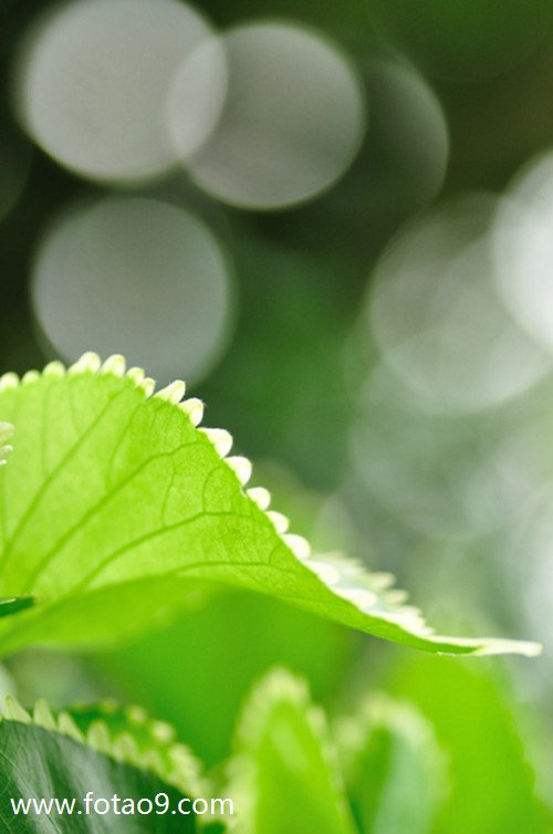 μײûӸǿʬ,μײûӸǿʬ