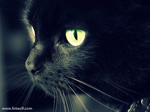 梦见别人翻墙偷我家东西,解梦梦见别人翻墙偷我家东西 梦见别人翻墙偷我家东西,解梦梦见别人翻墙偷我家东西