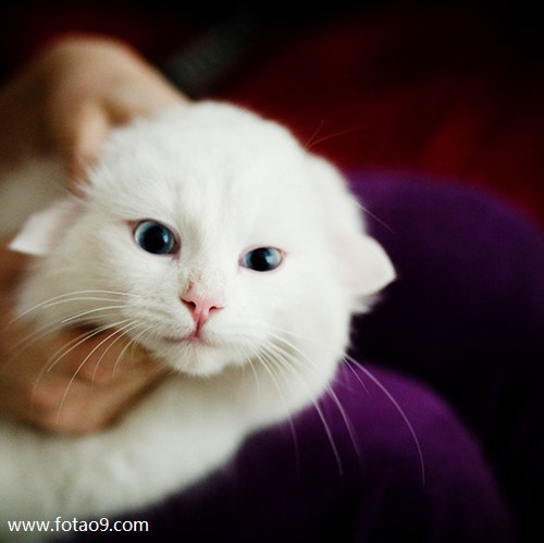 μȥھӼ,μȥھӼ