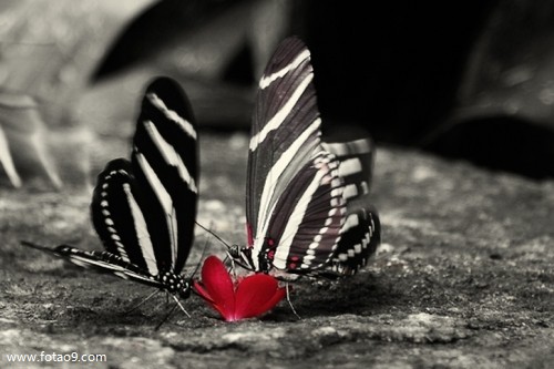 μӤ,μӤ