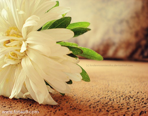 μ˷ɻδܵϽ,μ˷ɻδܵϽ