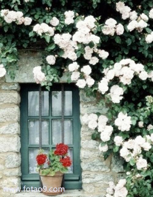 梦见别人砍柿子树,解梦梦见别人砍柿子树 梦见别人砍柿子树,解梦梦见别人砍柿子树