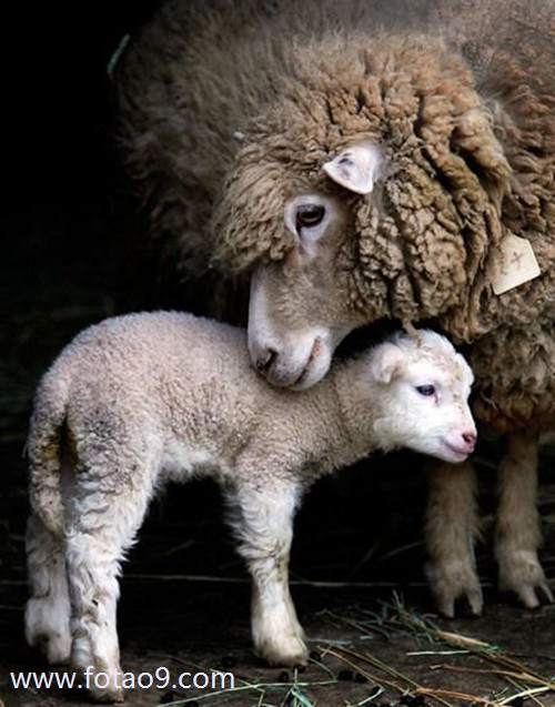 梦见马桶堵修坏,解梦梦见马桶堵修坏 梦见马桶堵修坏,解梦梦见马桶堵修坏